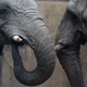 Photo credit: Natacha Pisarenko/AP